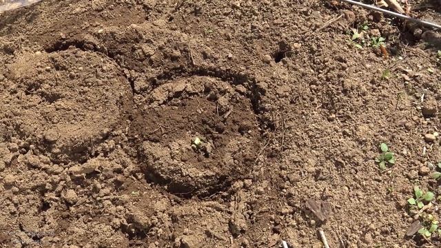Cold Weather Hack | Grow Mammoth Sunflowers Zone 8a In Garden Cloches