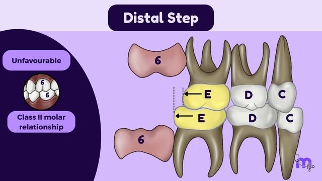 Primary dentition period | Classification of Primary occlusion | Influencing factors | Pedodontics