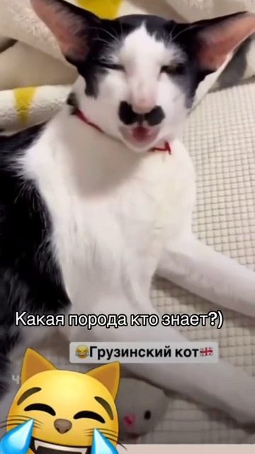 VID-20250209-WA0099
