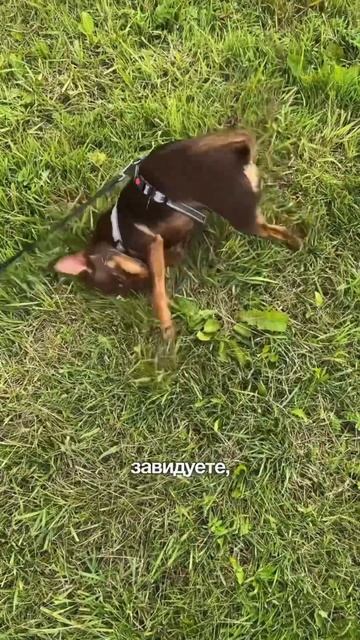 На канале больше смешных видео, подписывайтесь🐾 #тойтерьер #собачки