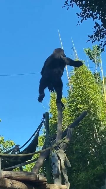 когда пытаешься с утра с зарядки