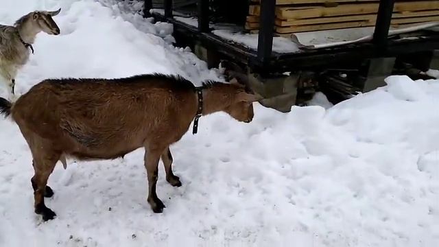 Перекормила козу капустой. Веники дубовые