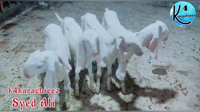 online bakra sale|bakri for sale|tapre|gulabi bakrian
