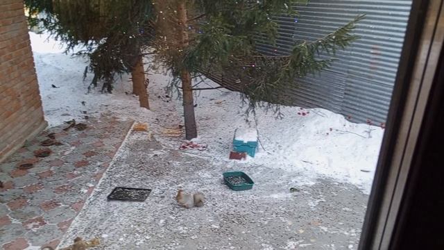 Белки не спокойны в брачный период