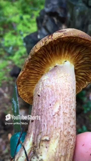 Можно их есть или нет_#Can I eat them or not_ #sorts #лесное #forest