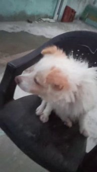 dog barking l small 🤏 dog hard voice 😳 ll #pumiliandog 🐶