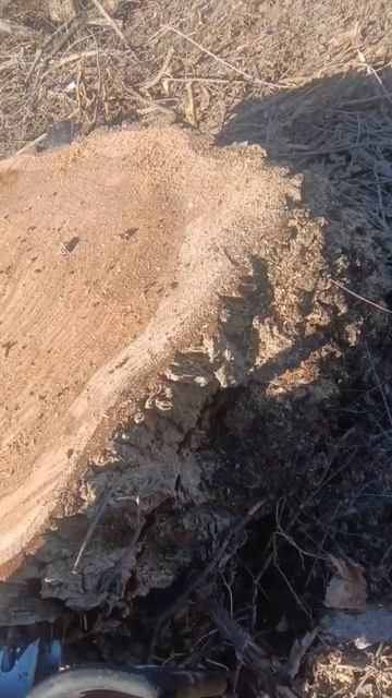 очень злая бензопила zimani 660