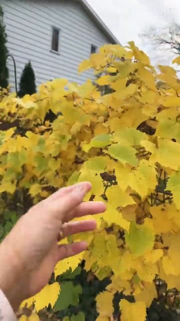 Yellow Vine During fall #shorts