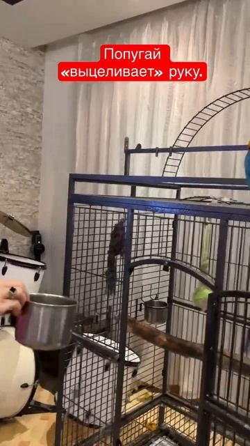 Попугай выцеливает руку чтобы укусить.