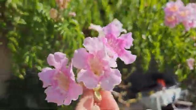 Podranea ricasoliana. Подранея рикасоля