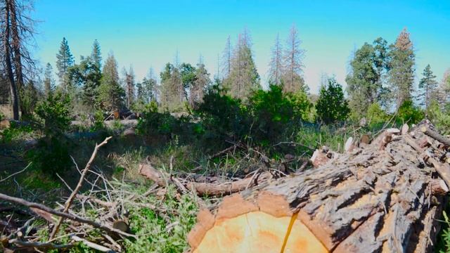 Tree Mortality in the Giant Sequoia National Monument