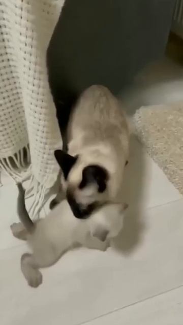 1000036425.mp4