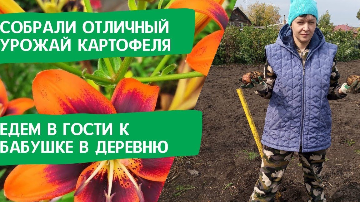 13.09.2022 Накопали отличный урожай картофеля. Едем в гости к бабушке в деревню.