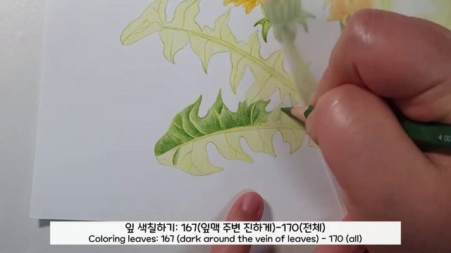 봄꽃 일러스트] 민들레 꽃 그리기 / Drawing dandelion flowers step by step.