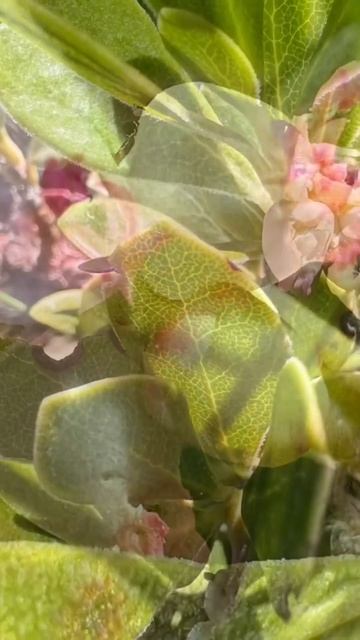 Uva de oso (Arctostaphylos uva-ursi)
