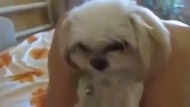 Прикол