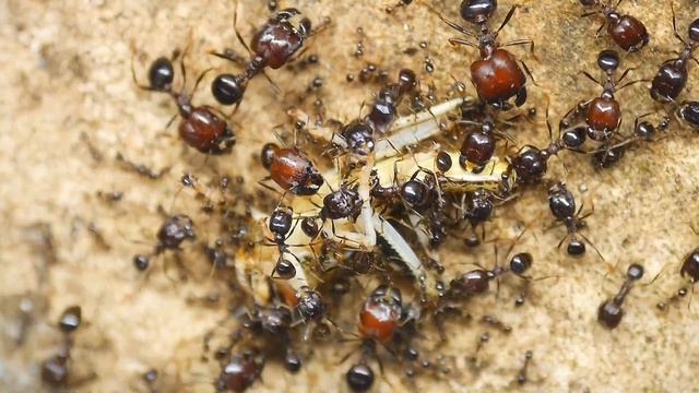 Carebara diversa Heuschreckenfutter