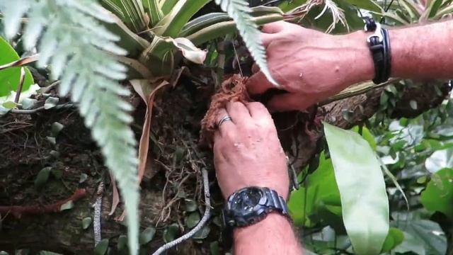 How to Plant Bromeliads in Trees ~ Tips and Tricks