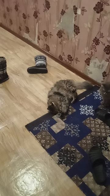 котики