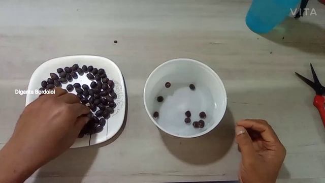 Lotus seeds propagation টাবত পদুম ফুল কেনেকৈ ৰুব
