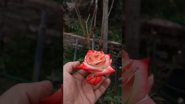 Imperatrice Farah - Rosas - Roses - Rosier - Strawberry Parfait #flower #flores
