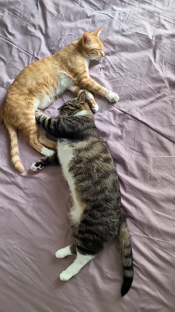 Котики отдыхают 😊 #котики #котик #cat #Милота #Тиша #Боня #kitten #catlover