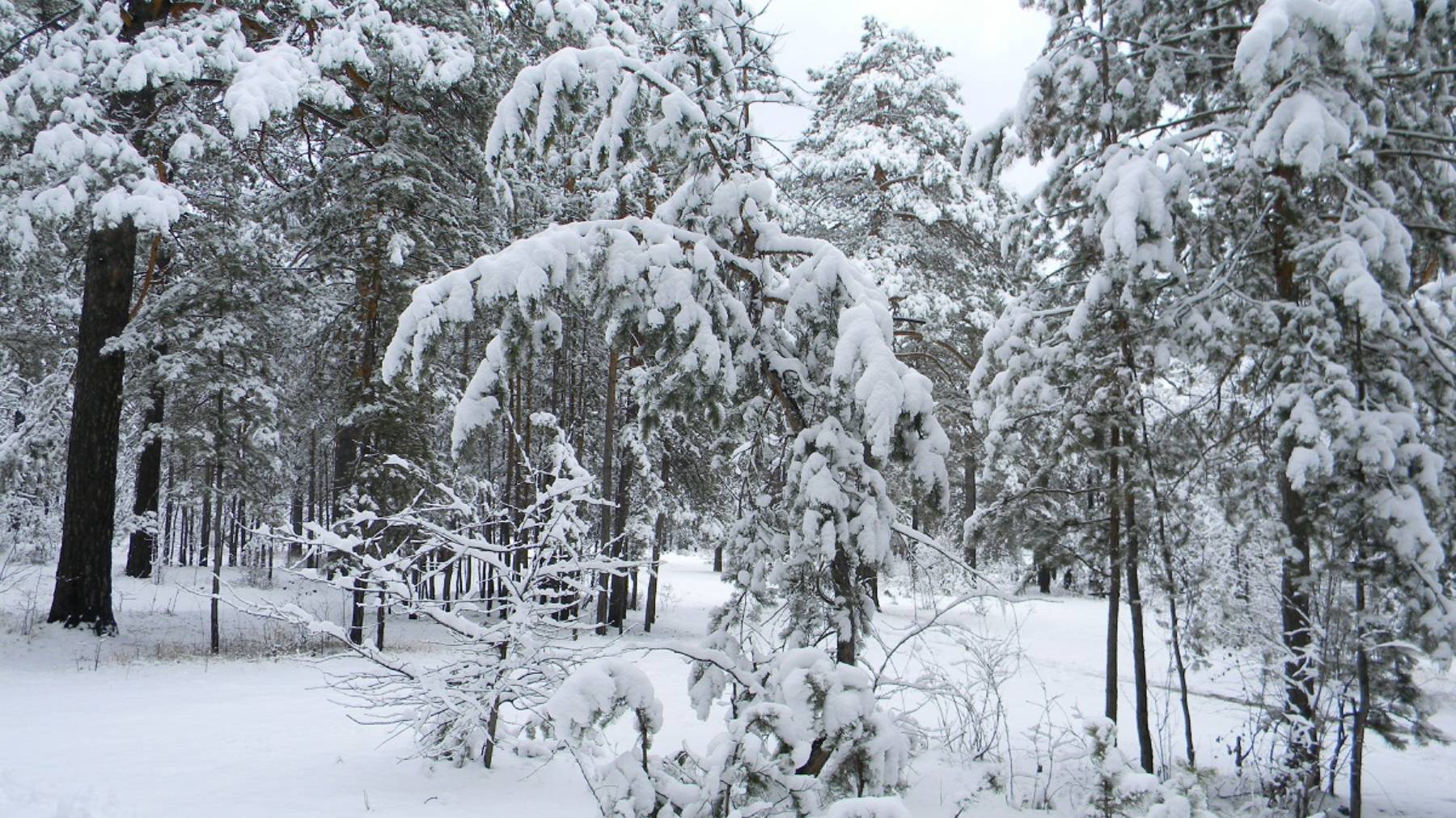 " Весенняя зарисовка "