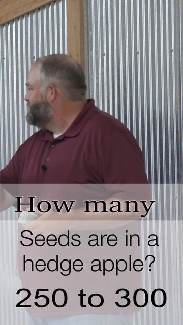 #Shorts How many seeds in a cedar tree? Why are cedar trees bad for prairie?