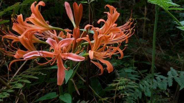 The earliest hurricane flower