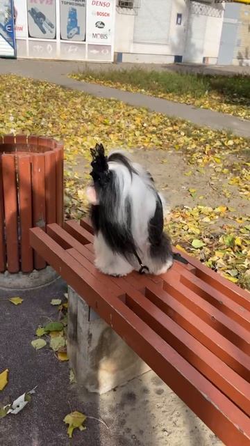 Китти
