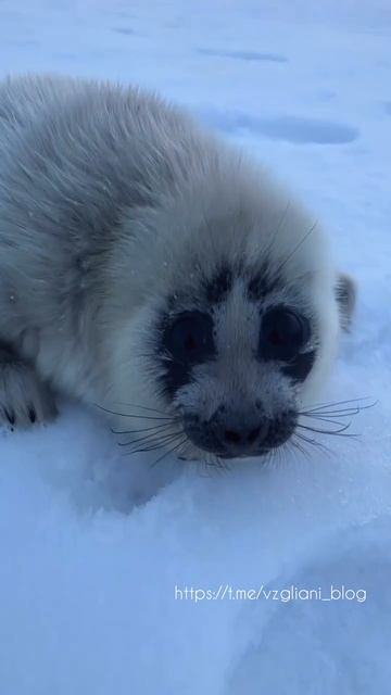 Байкал, Иркутская область🦭❄️https://t.me/vzgliani_blog #travel #nature #like #animals #video #short