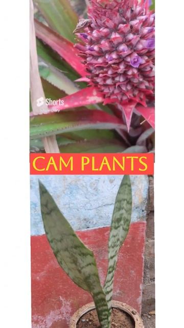CAM PLANTS (absorb CO2 at night) #shorts #botany #indoorplants