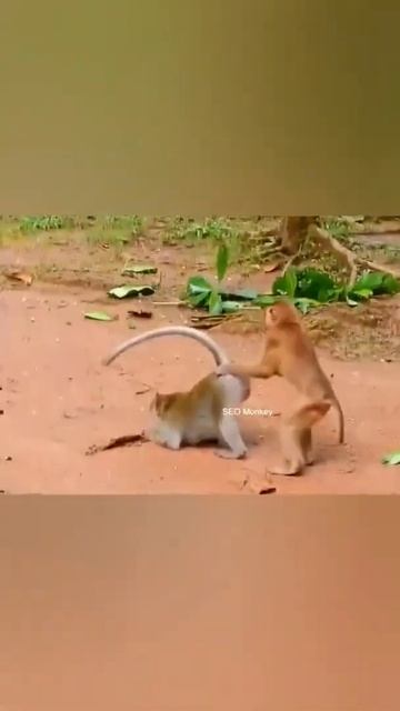 please subscribe that like xxx video monkey