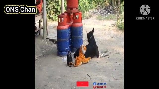 dogs_funny_creaction😱🤣_اروع_مقلب_في_الحيوانات😊