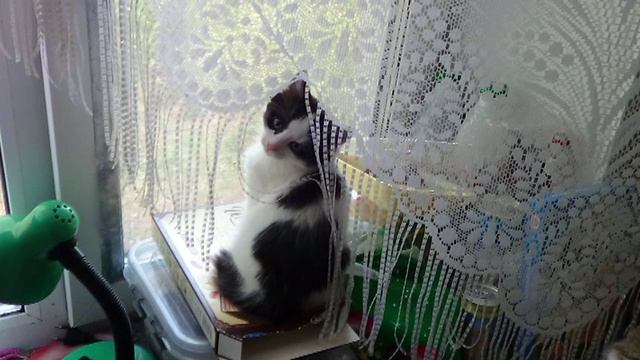 Как развиваются  и взрослеют котята