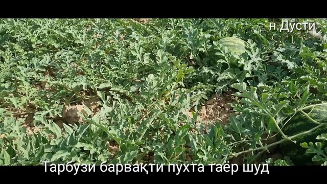 Тарбузи барвақти пухт дар Хатлон ноҳияи Дӯсти собиқ Ҷиликул.