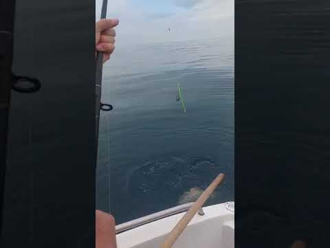 Морская рыбалка на ската в Сочи