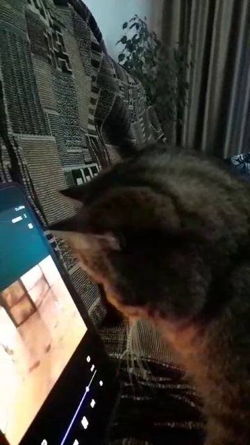 игра для кошки на планшете