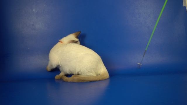 Тайский мальчик Aki Gamlet, 3,5 месяца, окрас шоколад пойнт (b 33)