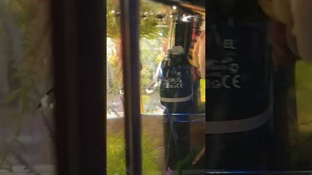 VID_20250208_104908.mp4