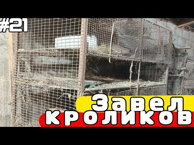 Жизнь в деревне #21 | Завел КРОЛИКОВ | Деревенский ВЛОГ