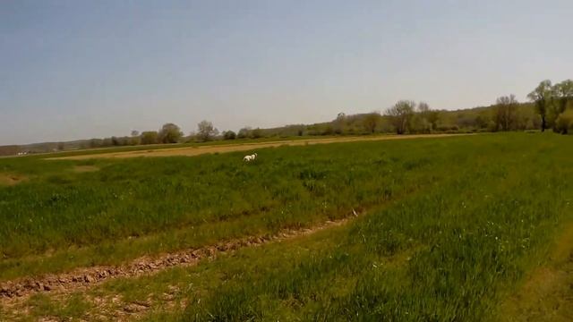 Agatha Christie & Baracuda from Ünüvar , English Pointer, training, on point, backing