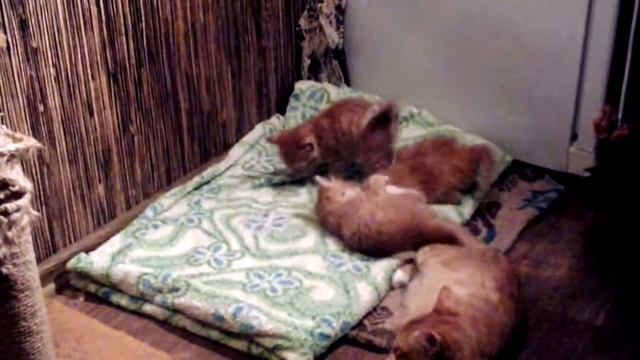 Пушистый позитив)