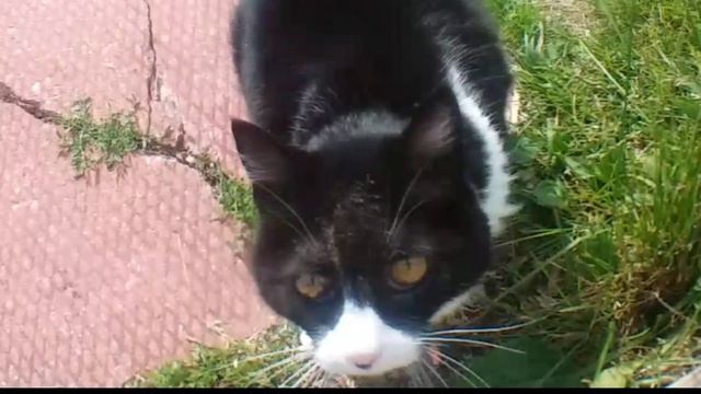 Chloe's Puke Purring