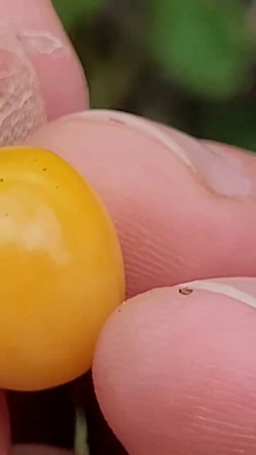 Is Ground Cherry Edible? Pineapple GroundCherry | Physalis pruinosa: Another tasty nightshade. pnw