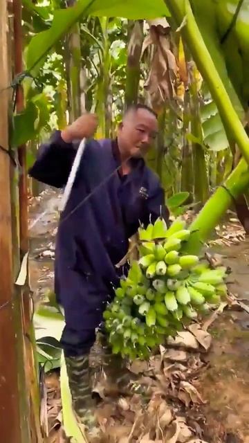 #easy #harvesting #banana