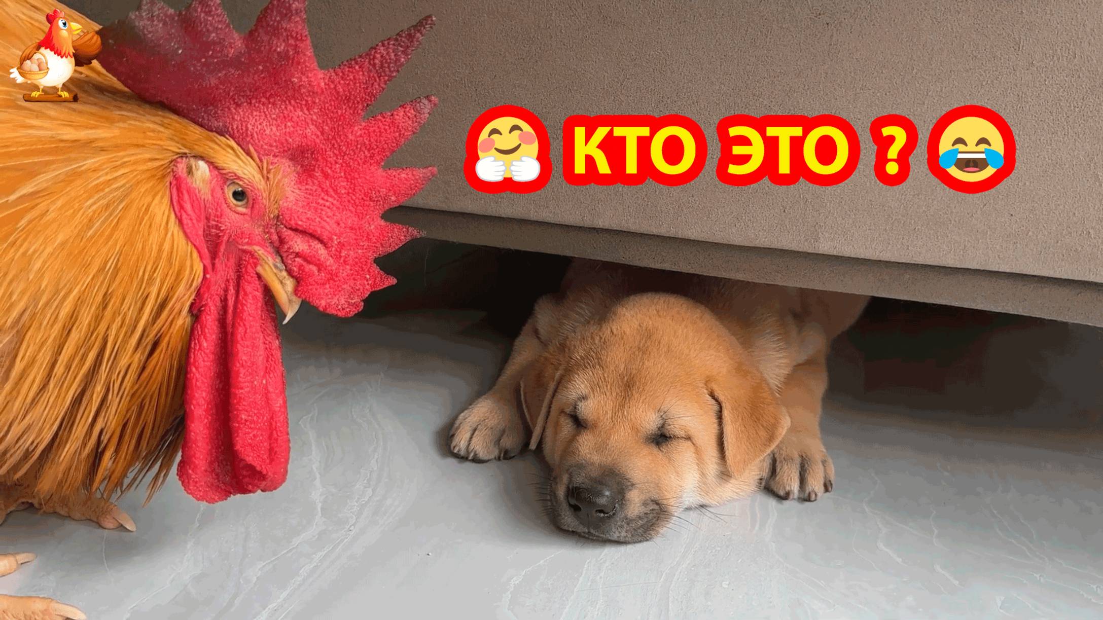 Старый Петух не понравился Щенку ❣️🥰😂