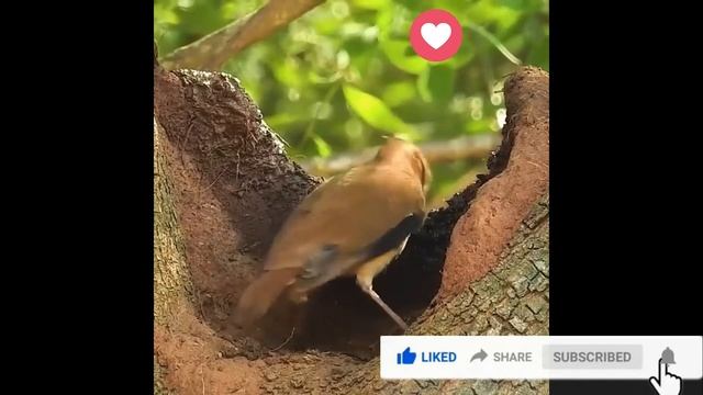 Bird Builds a Mud Nest Home on The Tree | Nest