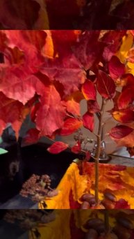 Осенняя поделка своими руками 🍂