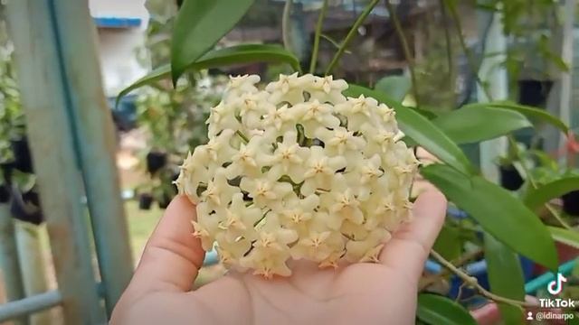 hoya celata ขาว ๆ กลม ๆ อวบ ๆ เต็มไม้เต็มมือ โฮย่ามังกรขาว แฟนเพจ ArpoHoya